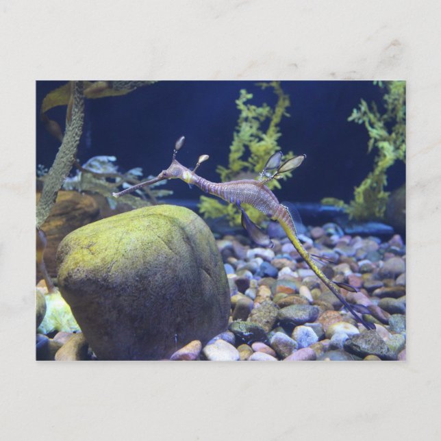 Weedy Seadragon nr 1 Vykort (Framsida)