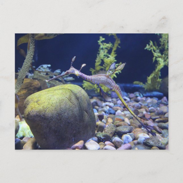 Weedy Seadragon nr 2 Vykort (Framsida)