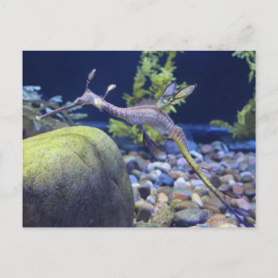Weedy Seadragon nr 3 Vykort