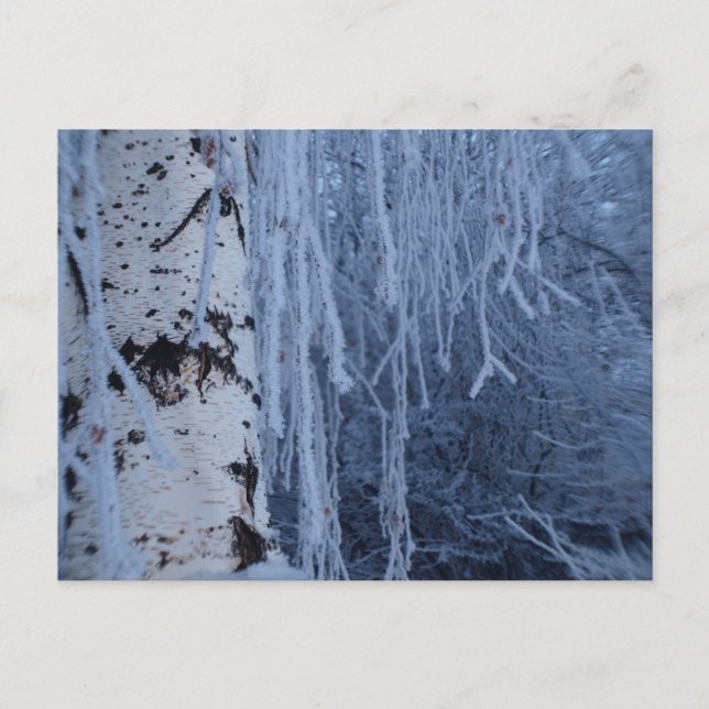 Weeping Birch in Winter Vykort (Framsida)