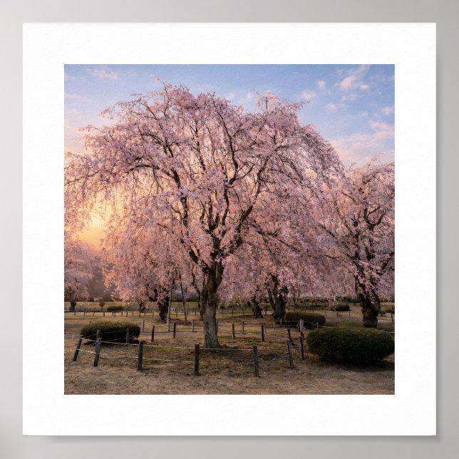 Weeping Cherry Blossom at Sunset – Art Print Poster (Framsidan)