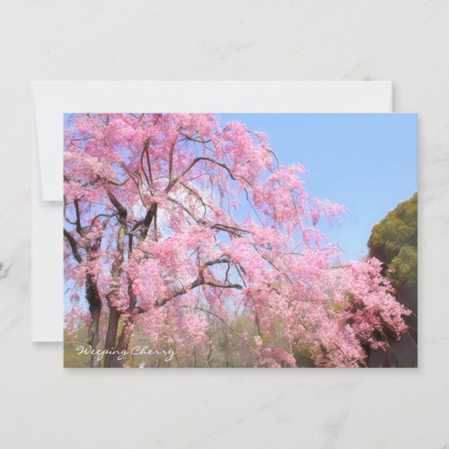 Weeping Cherry: Flat Card (Framsida)