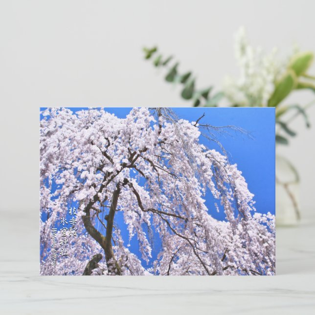 Weeping Cherry (Himuro Shrine) Kort (Stående Fram)