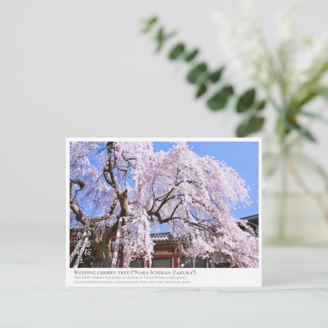Weeping cherry tree ("Nara Ichiban-Zakura") ポストカード Vykort (Stående Fram)