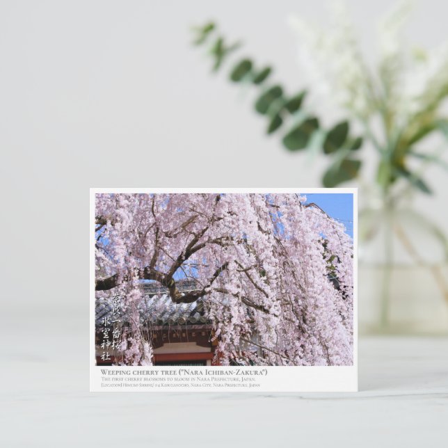 Weeping cherry tree ("Nara Ichiban-Zakura") ポストカード Vykort (Stående Fram)