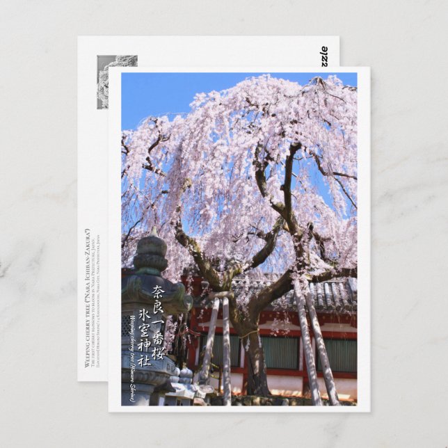 Weeping cherry tree ("Nara Ichiban-Zakura") ポストカード Vykort (Fram/baksida)