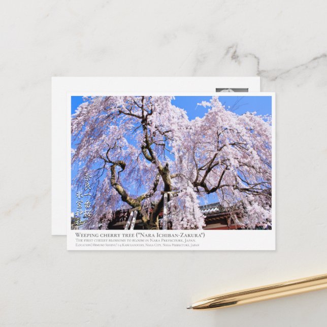 Weeping cherry tree ("Nara Ichiban-Zakura") ポストカード Vykort (Fram/Back In Situ)
