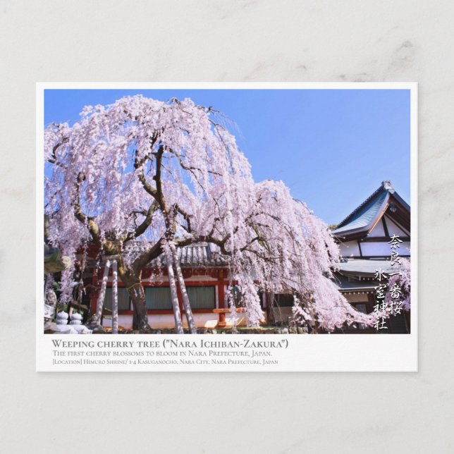 Weeping cherry tree ("Nara Ichiban-Zakura") ポストカード Vykort (Framsida)