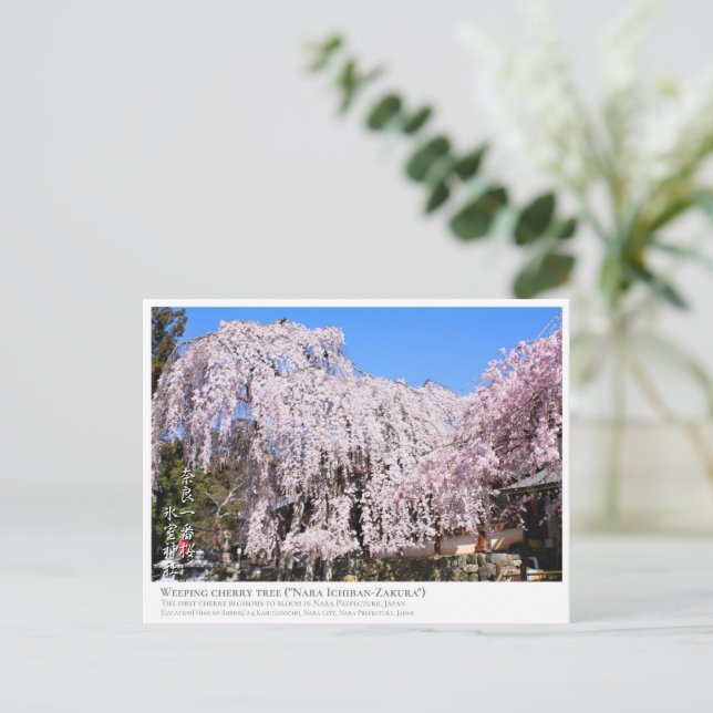 Weeping cherry tree ("Nara Ichiban-Zakura") ポストカード Vykort (Stående Fram)