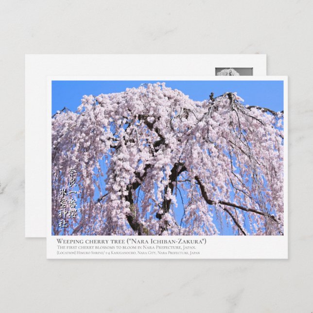 Weeping cherry tree ("Nara Ichiban-Zakura") ポストカード Vykort (Fram/baksida)