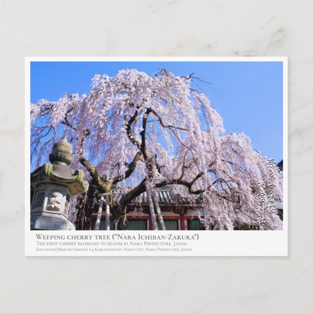 Weeping cherry tree ("Nara Ichiban-Zakura") Vykort (Framsida)