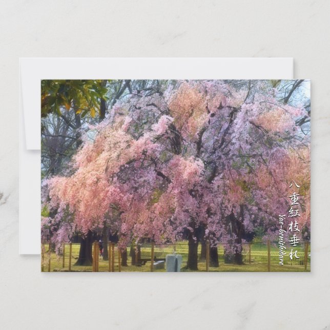 Weeping Cherry: Yae-benishidare カード Kort (Framsida)