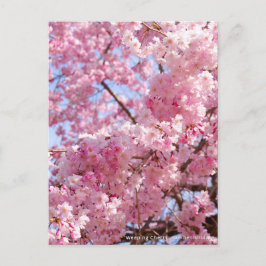 Weeping Cherry: Yae-benishidare Vykort