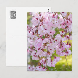 Weeping Cherry: Yae-benishidare Vykort