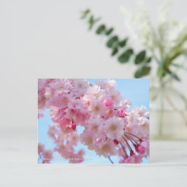 Weeping Cherry: Yae-benishidare Vykort