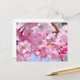 Weeping Cherry: Yae-benishidare Vykort
