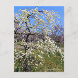 Weeping Japanese Apricot [Postcard] Vykort