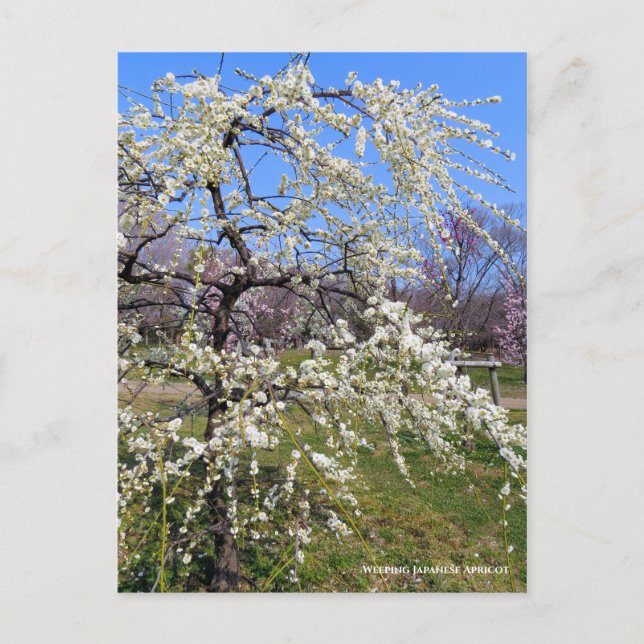 Weeping Japanese Apricot [Postcard] Vykort (Framsida)