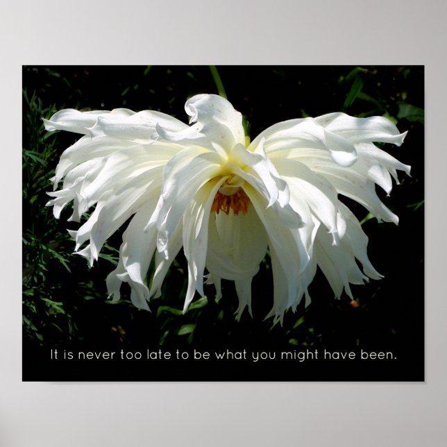 Weeping White Dahlia, inspirationcitat Poster (Framsidan)
