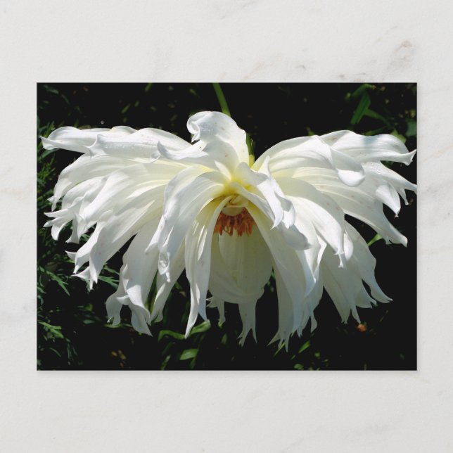 Weeping White Dahlia Vykort (Framsida)
