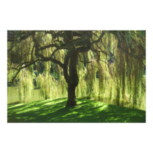 Weeping Willow Bloedel Reserve Bainbridge Island Fototryck