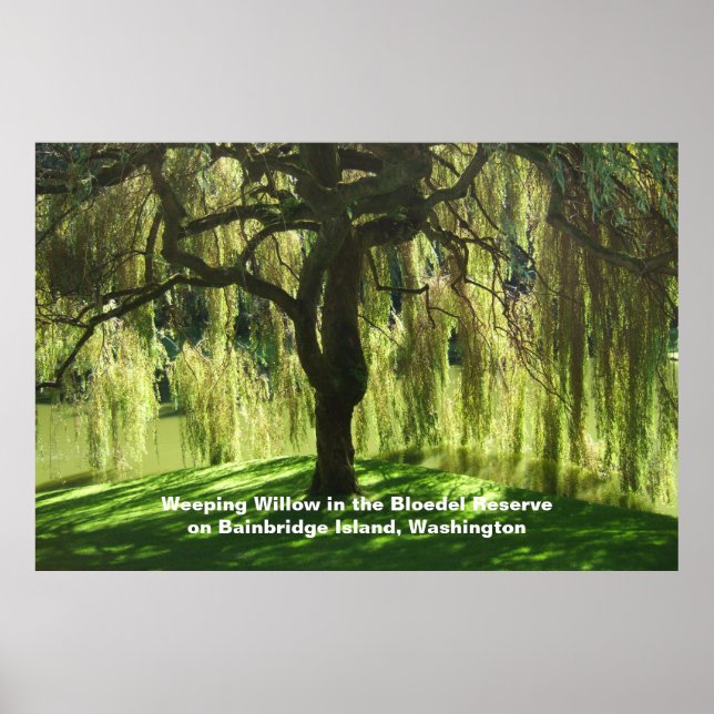 Weeping Willow Bloedel Reserve Bainbridge Island Poster (Framsidan)