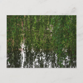 Weeping Willow med posterkort Vykort