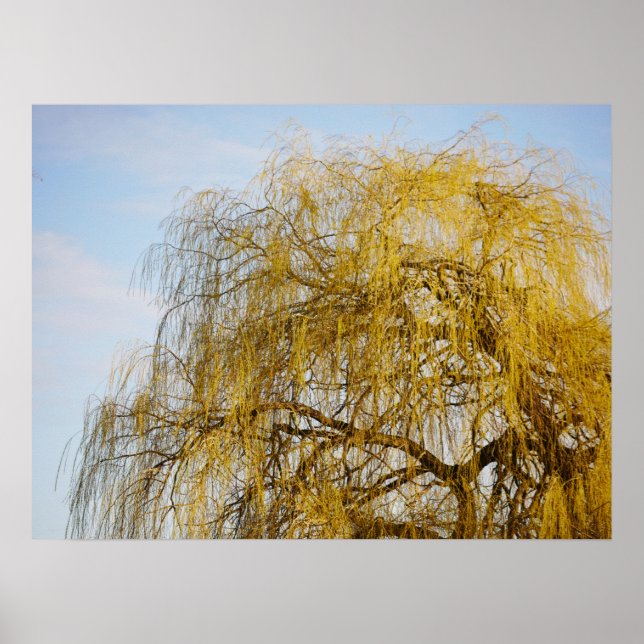 Weeping Willow Poster (Framsidan)