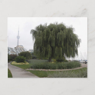 Weeping Willow Toronto Vykort