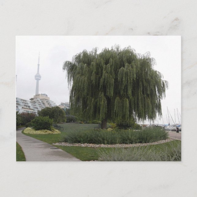Weeping Willow Toronto Vykort (Framsida)