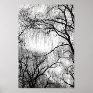 Weeping Willow Träd Black and White Silhouette Poster