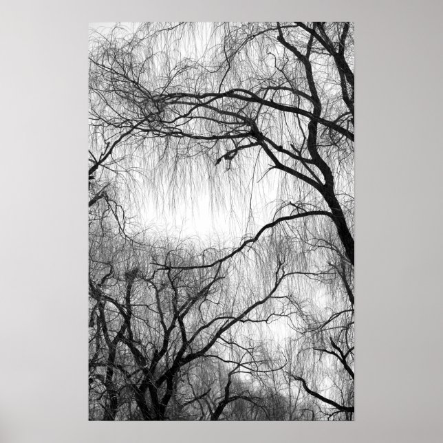 Weeping Willow Träd Black and White Silhouette Poster (Framsidan)