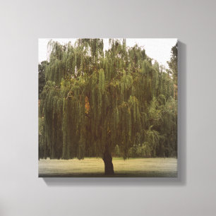Weeping Willow Träd Canvastryck