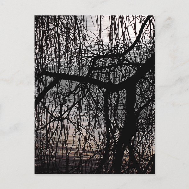 WEEPING WILLOW TRÄD VYKORT (Framsida)