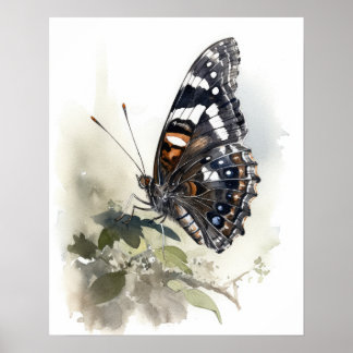Weidemeyers amiral Butterfly Art Print Poster