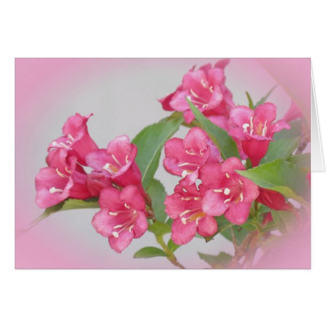 Weigela Blooms Hälsningskort (Framsidan Horizontal)