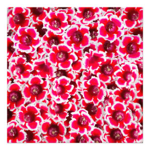Weigela Florida Flowers Fototryck