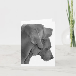 Weim porträtt - svart & vit kort