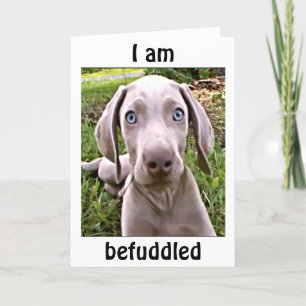 WEIMARANAR HAR FÖRSTÅTT ATT DU ÄR "40"/FABULÖS KORT