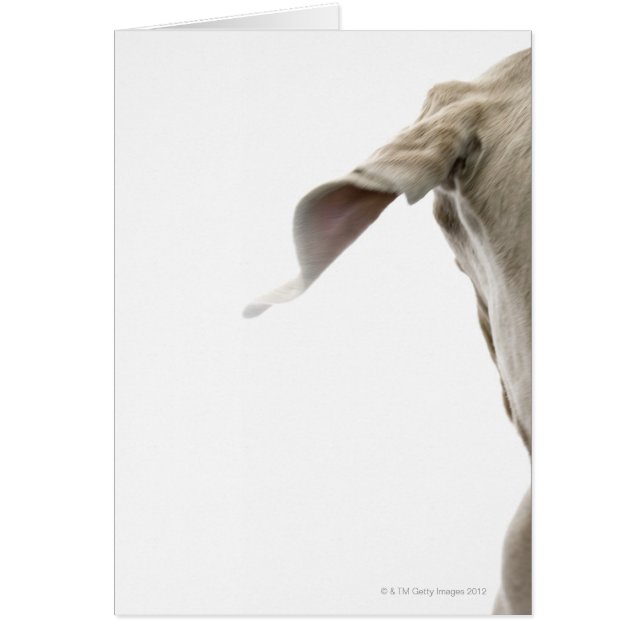 Weimaraner 2 hälsningskort (Framsidan)
