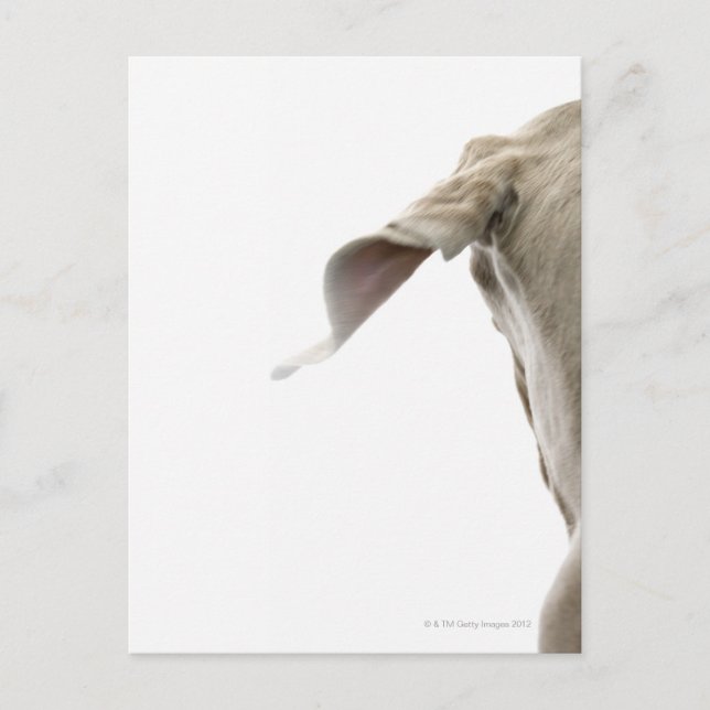 Weimaraner 2 vykort (Framsida)