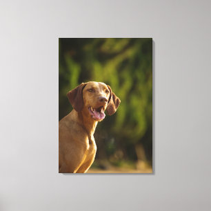 Weimaraner 3 canvastryck