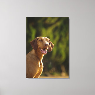Weimaraner 3 canvastryck