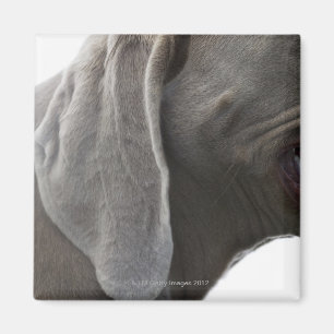 Weimaraner 3 magnet