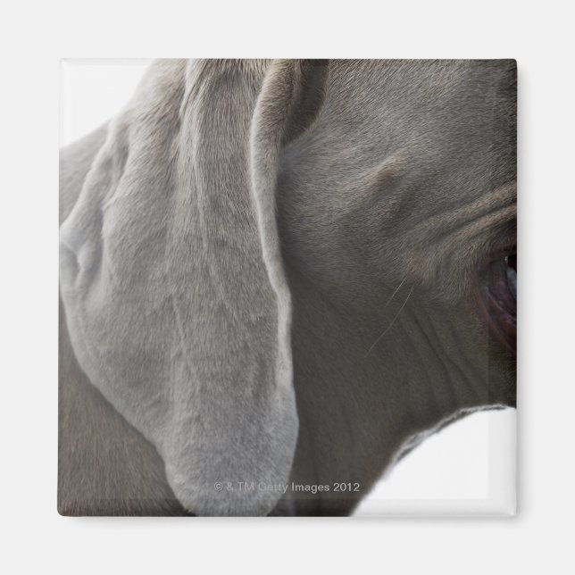 Weimaraner 3 magnet (Framsidan)