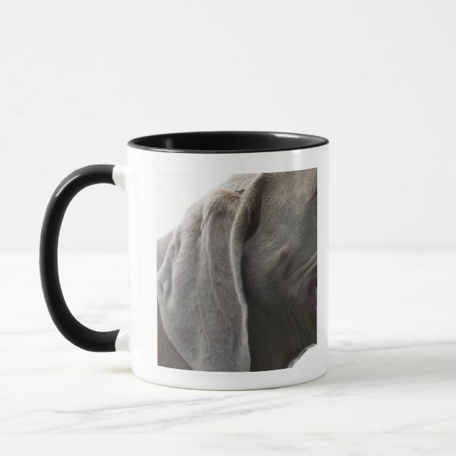 Weimaraner 3 mugg (Vänster)
