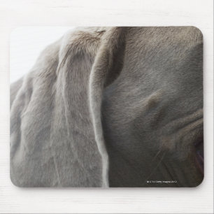 Weimaraner 3 musmatta