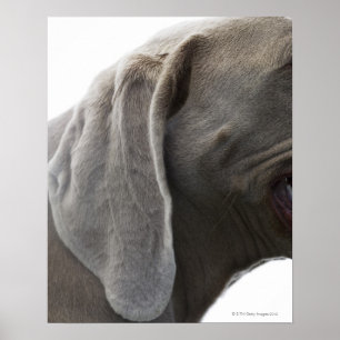 Weimaraner 3 poster