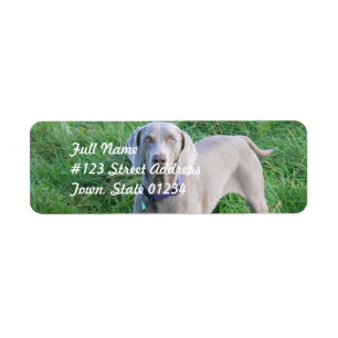 Weimaraner Älskare-mejseletiketter Returadress Etikett