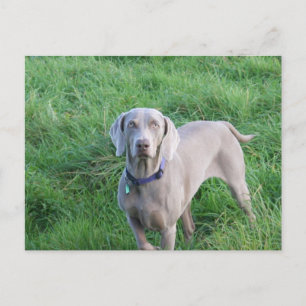 Weimaraner Älskare vykort